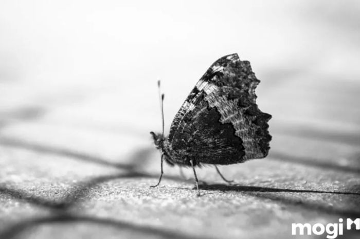 Bướm đen bay vào nhà vào ban ngày?