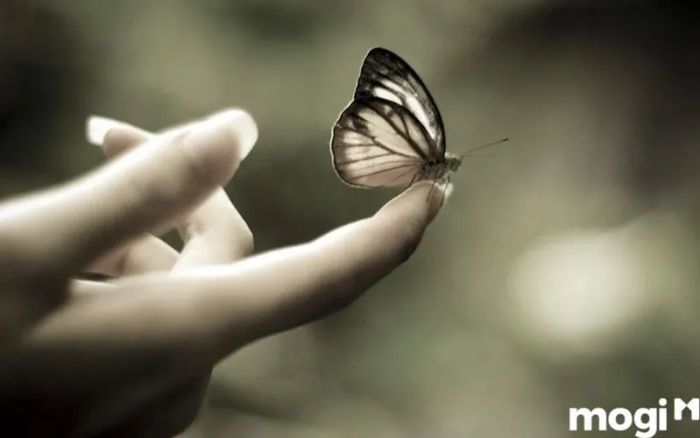 Bướm đen bay vào nhà và đậu vào người