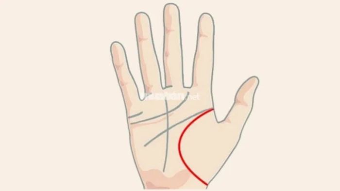 Đường chỉ tay vận mệnh sở hữu đường chỉ vân đào