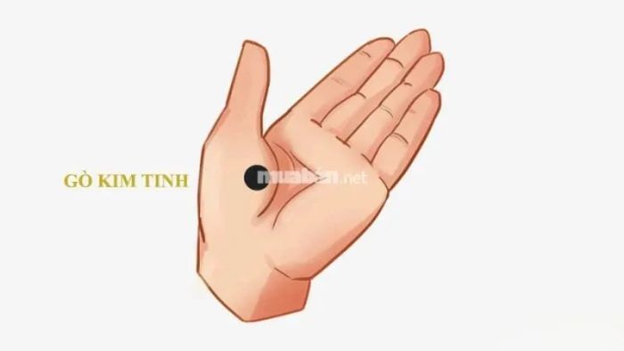 Đường chỉ tay ở gò Kim tinh