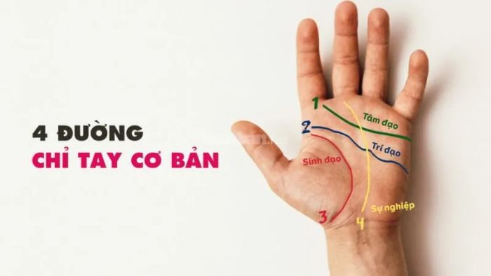 Các loại đường chỉ tay