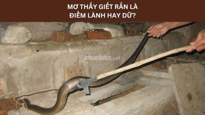 Giết rắn trong mơ là điềm lành hay điềm dữ? Khám phá ý nghĩa giấc mơ giết rắn.
