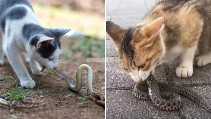 Mơ thấy mèo giết rắn.