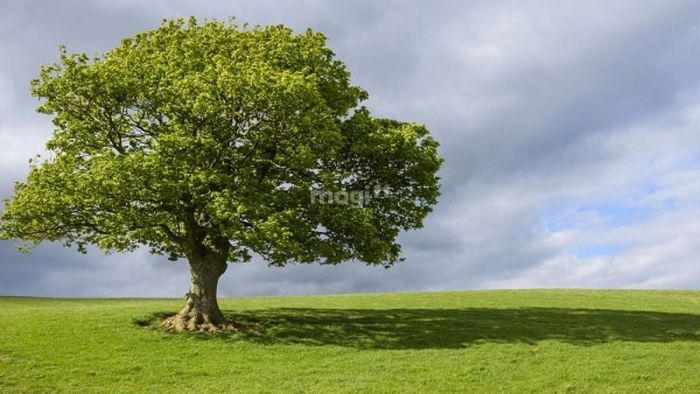 Tử vi Mậu Thìn 1988 nữ mạng theo ngũ hành sẽ chịu tác động mạnh mẽ từ mối quan hệ giữa các yếu tố trong năm 2025.