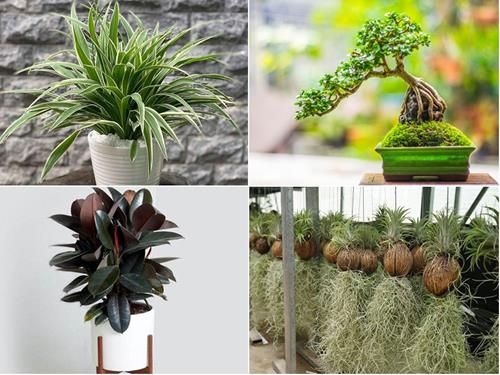 Những cây phong thủy giúp nâng cao sức khỏe cho 12 chòm sao