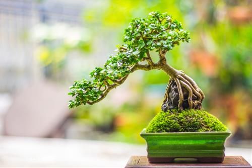 Cây cảnh bonsai