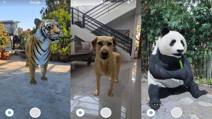 Google Animals cho phép người dùng quan sát hầu hết các loài động vật dưới dạng 3D một cách sống động.