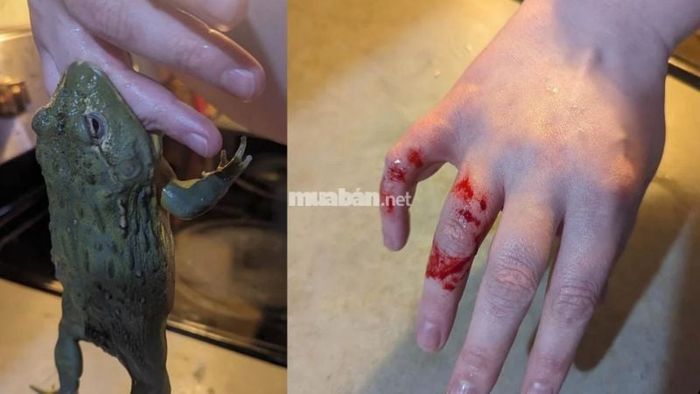 Mơ thấy ếch tấn công: Lo âu, sợ hãi về những điều chưa biết, đặc biệt là trong công việc và cuộc sống