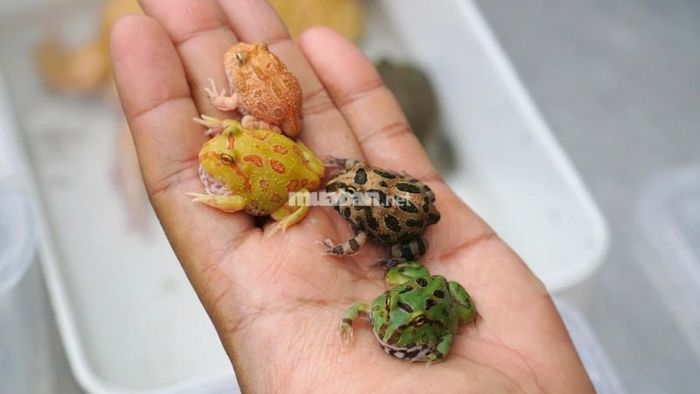 Mơ thấy đi mua ếch: Cảnh báo về sức khỏe, nên chú ý chăm sóc bản thân hơn