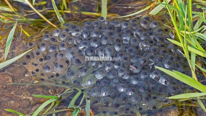 Mơ thấy trứng ếch: Đây là dấu hiệu của sự sinh sôi, phát triển mạnh mẽ và sự mở ra của những cơ hội mới.