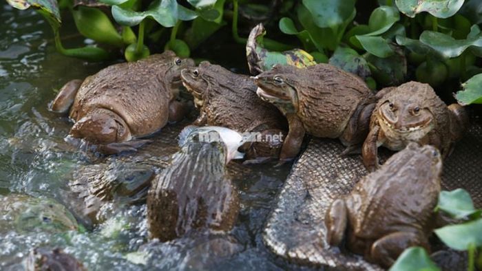 Mơ thấy nhiều ếch: Cuộc sống ổn định, sức khỏe dồi dào, công việc thuận lợi, tài lộc thịnh vượng