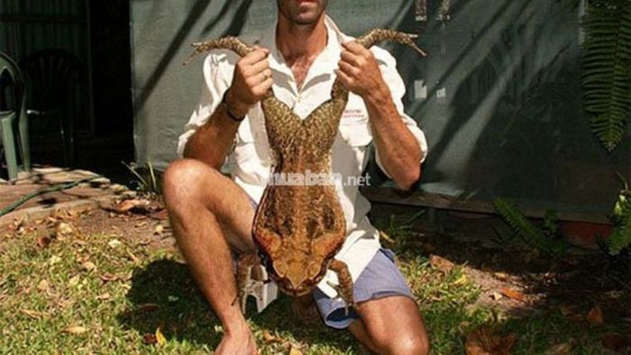 Mơ thấy ếch khổng lồ: Công việc bận rộn nhưng sẽ gặt hái thành tựu xứng đáng