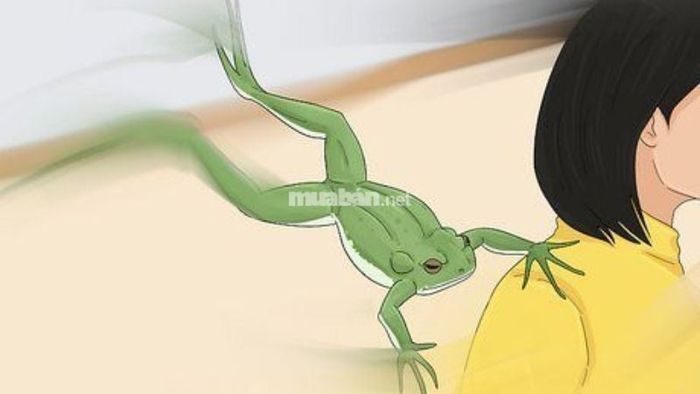 Mơ thấy ếch nhảy vào người: Đề phòng kẻ xấu lợi dụng