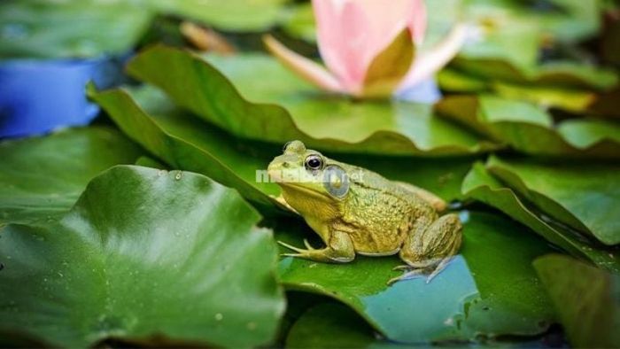 Mơ thấy ếch màu xanh: Mang đến may mắn và sự bình an cho gia đình