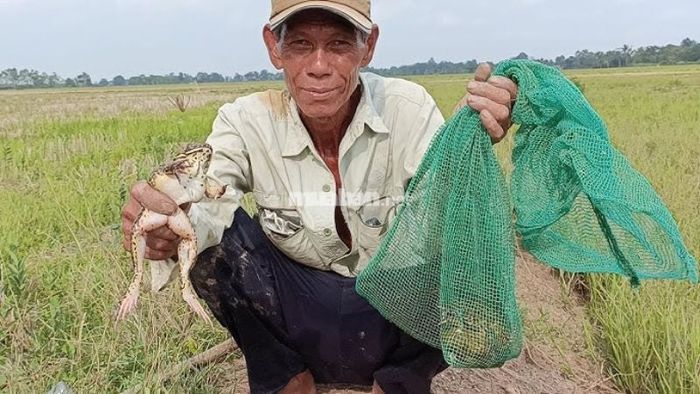 Mơ thấy bắt được ếch: Cảnh báo về sức khỏe, cần nghỉ ngơi nhiều hơn