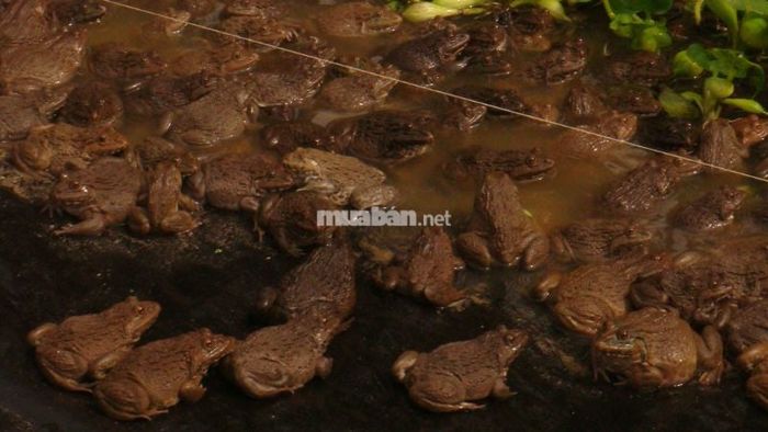 Mơ thấy rất nhiều ếch: Đang bối rối trước quá nhiều lựa chọn, cần cân nhắc kỹ