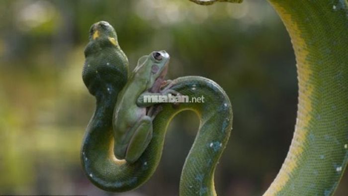 Mơ thấy ếch và rắn: Đó là tín hiệu thăng tiến trong công việc và sự nghiệp, đồng thời báo hiệu cơ hội kinh doanh sẽ thuận lợi, tài lộc đến gần.