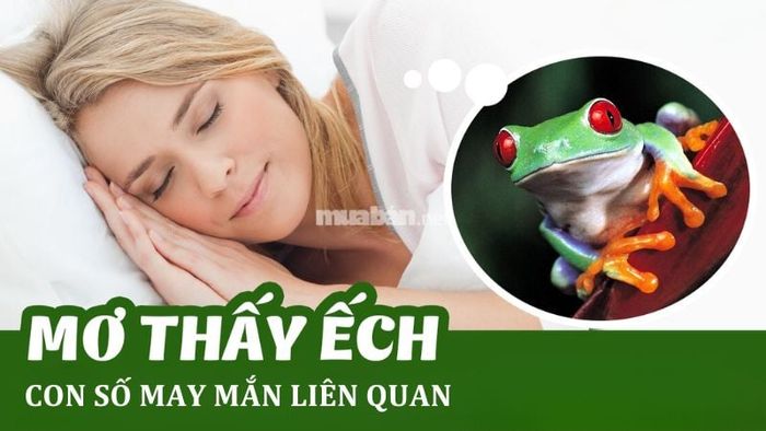 Các con số may mắn liên quan đến giấc mơ về ếch