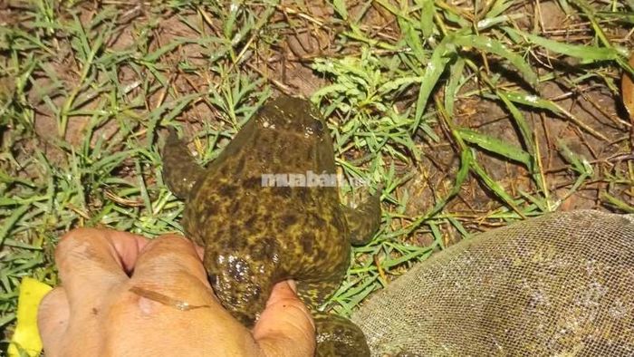 Mơ thấy bắt được ếch: Thành công trong công việc, nhận sự ưu ái từ cấp trên