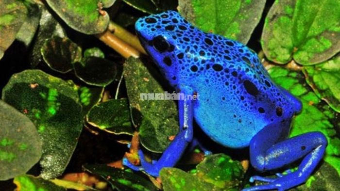 Mơ thấy ếch độc: Cảnh báo cần đối mặt với mâu thuẫn hoặc nguy cơ tiềm ẩn