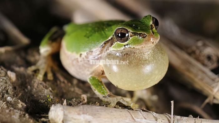 Mơ thấy ếch kêu: Công việc có thể gặp khó khăn, cần kiên nhẫn