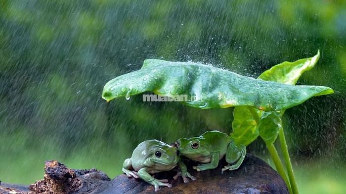 Mơ thấy hai con ếch: Đây là điềm báo về tình cảm đang phát triển tốt đẹp, sự gắn kết và thấu hiểu trong các mối quan hệ của bạn.