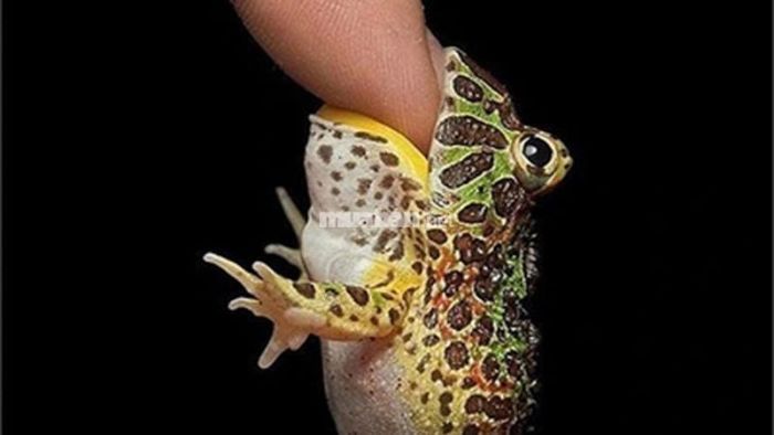 Mơ thấy bị ếch cắn: Sắp gặp khó khăn nhưng sẽ có người giúp đỡ