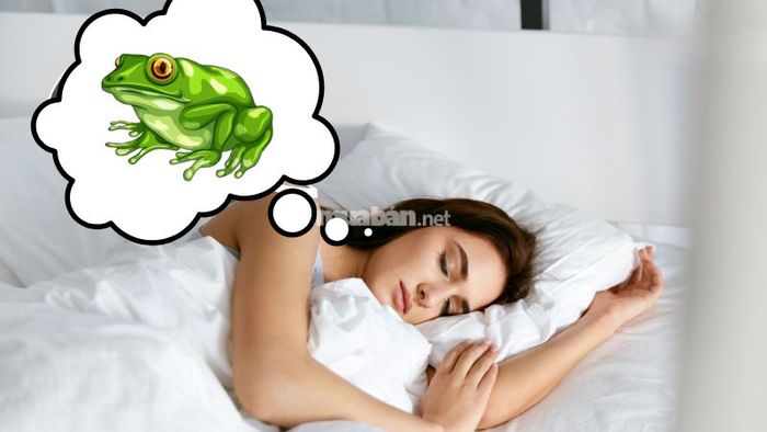 5 ý nghĩa tâm linh khi mơ thấy con ếch là gì? Cùng khám phá ngay!