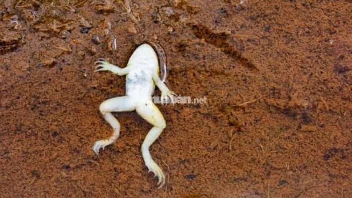 Mơ thấy ếch chết: Biểu hiện của sự kết thúc một giai đoạn, cần chuẩn bị cho sự thay đổi