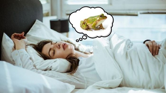 Mơ thấy ếch mang điềm báo gì? Tìm hiểu ngay!