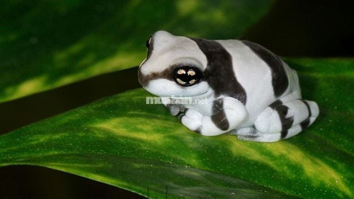 Mơ thấy ếch màu trắng: Cần suy nghĩ kỹ trước khi quyết định công việc