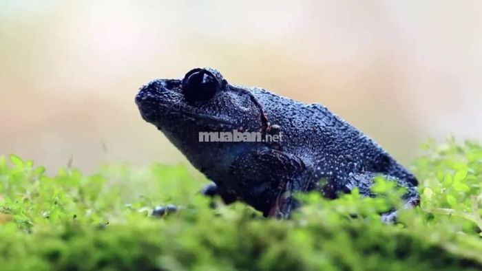 Mơ thấy ếch màu đen: Cẩn thận với lời đàm tiếu, thị phi từ đồng nghiệp