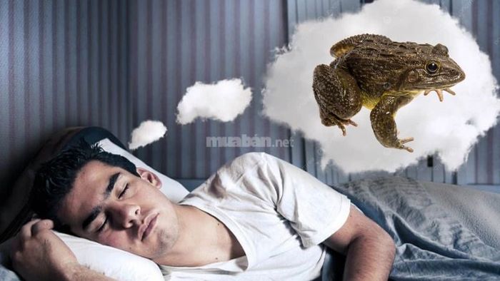 Mơ thấy ếch mang điềm báo gì? Hãy giải mã chi tiết giấc mơ này!