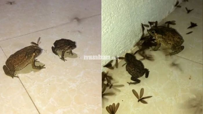 Mơ thấy ếch vào nhà: Tài lộc và vận may đang đến gần