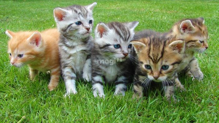 Mơ thấy nhiều mèo là dấu hiệu cho thấy bạn đang cảm thấy bối rối và bị áp lực.