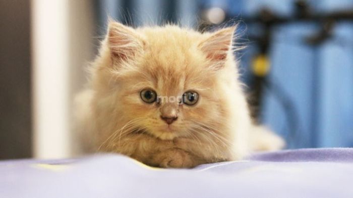 Nhiều người tin rằng giấc mơ thấy mèo con là một điềm báo may mắn.