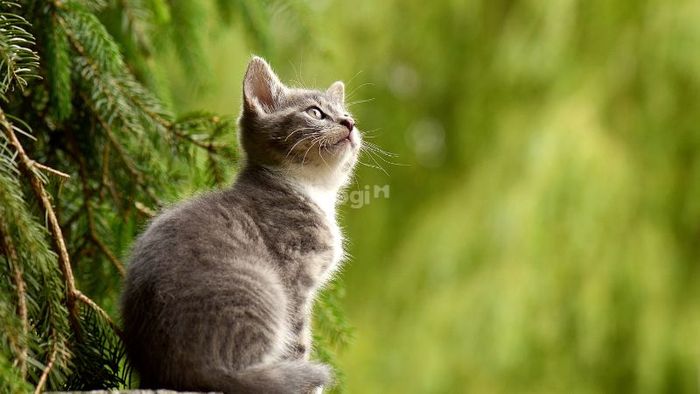Nếu bạn mơ thấy mèo xám, có thể bạn đang phải đối mặt với thử thách tiềm ẩn. Hãy chuẩn bị tâm lý và tìm sự hỗ trợ khi cần thiết.