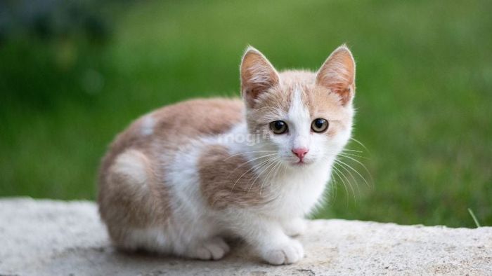 Giấc mơ thấy mèo mang đến điềm báo gì?
