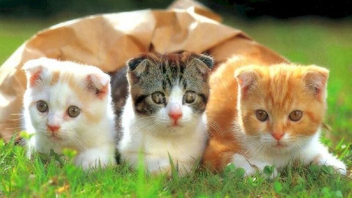 Mơ thấy ba con mèo thường báo hiệu công việc diễn ra suôn sẻ, mọi thứ sẽ đi đúng hướng