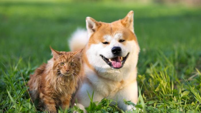 Mơ thấy chó và mèo có thể báo hiệu rằng bạn sẽ gặp phải tranh cãi, xung đột không mong muốn trong công việc với đồng nghiệp.