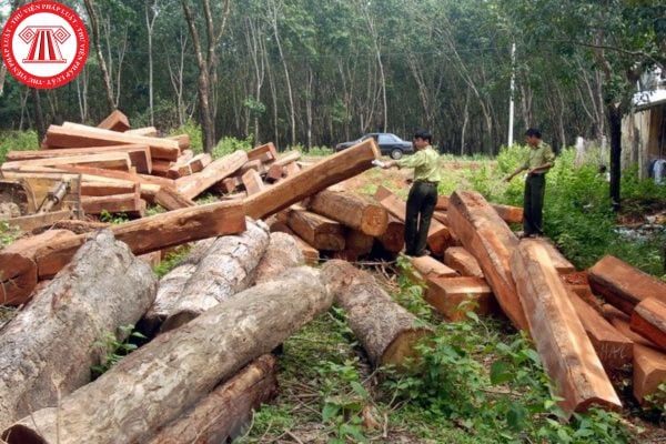 Hành vi chặt phá rừng sản xuất