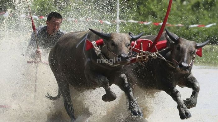 mơ thấy trâu chạy