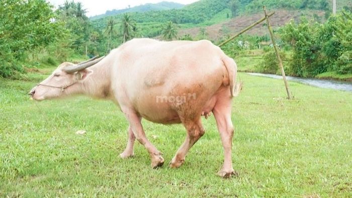 Mơ thấy con trâu trắng