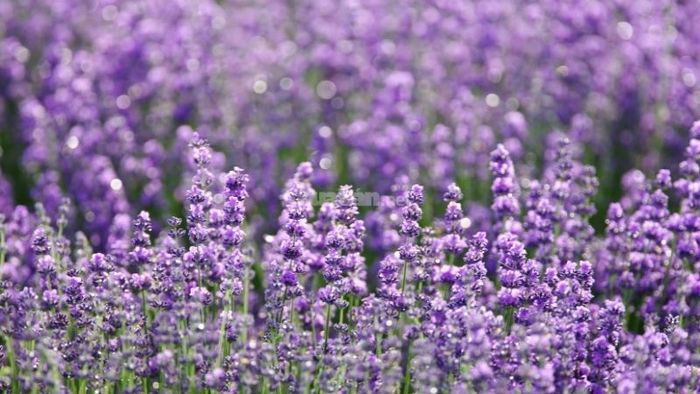 Cung Song Tử - Lavender