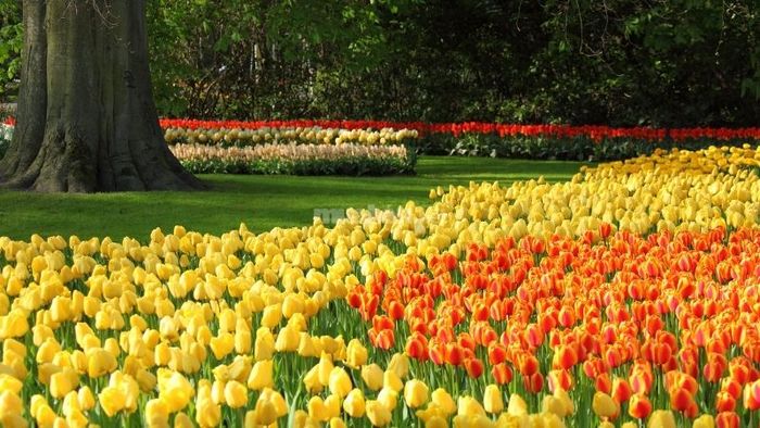 Cung Bạch Dương - Hoa Tulip