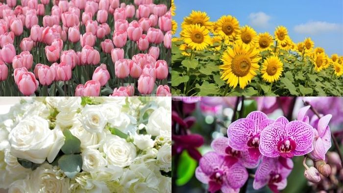 12 Loài Hoa Biểu Tượng Cho 12 Cung Hoàng Đạo Và Ý Nghĩa Của Mỗi Loài Hoa