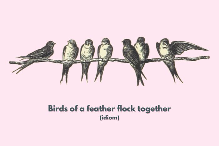 Birds of a feather flock together
