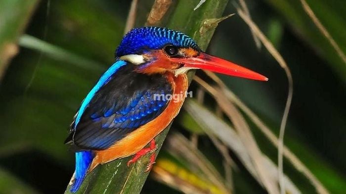 Hiện tượng chim bói cá bay vào nhà dưới góc nhìn khoa học.