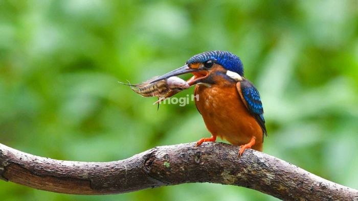 Ý nghĩa phong thuỷ khi chim bói cá bay vào nhà là gì?