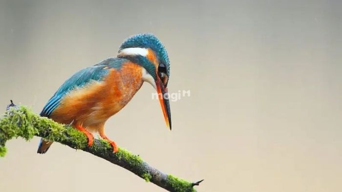 Chim bói cá bay vào nhà thường mang đến điềm tốt, là dấu hiệu của may mắn và tài lộc.